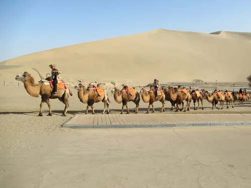 A caravan of two-humped Bactrian camels carrying tourists toward the Mingsha sand dunes