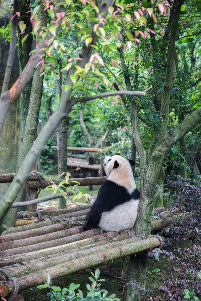 A giant panda in Chengdu
