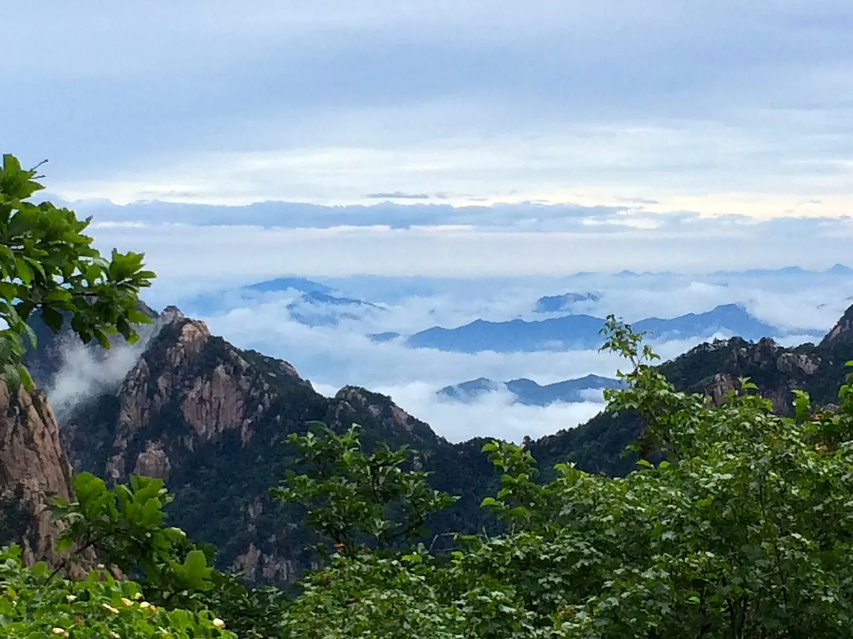Huangshan's granite peaks rising above a valley filled with clouds, framed by pine branches