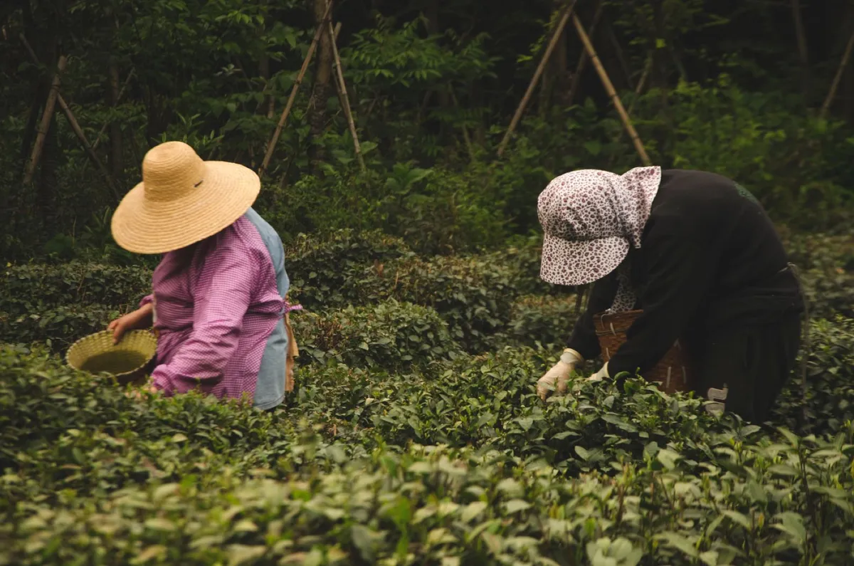 Two tea pickers working rows of tea bushes on a terraced hillside near Hangzhou