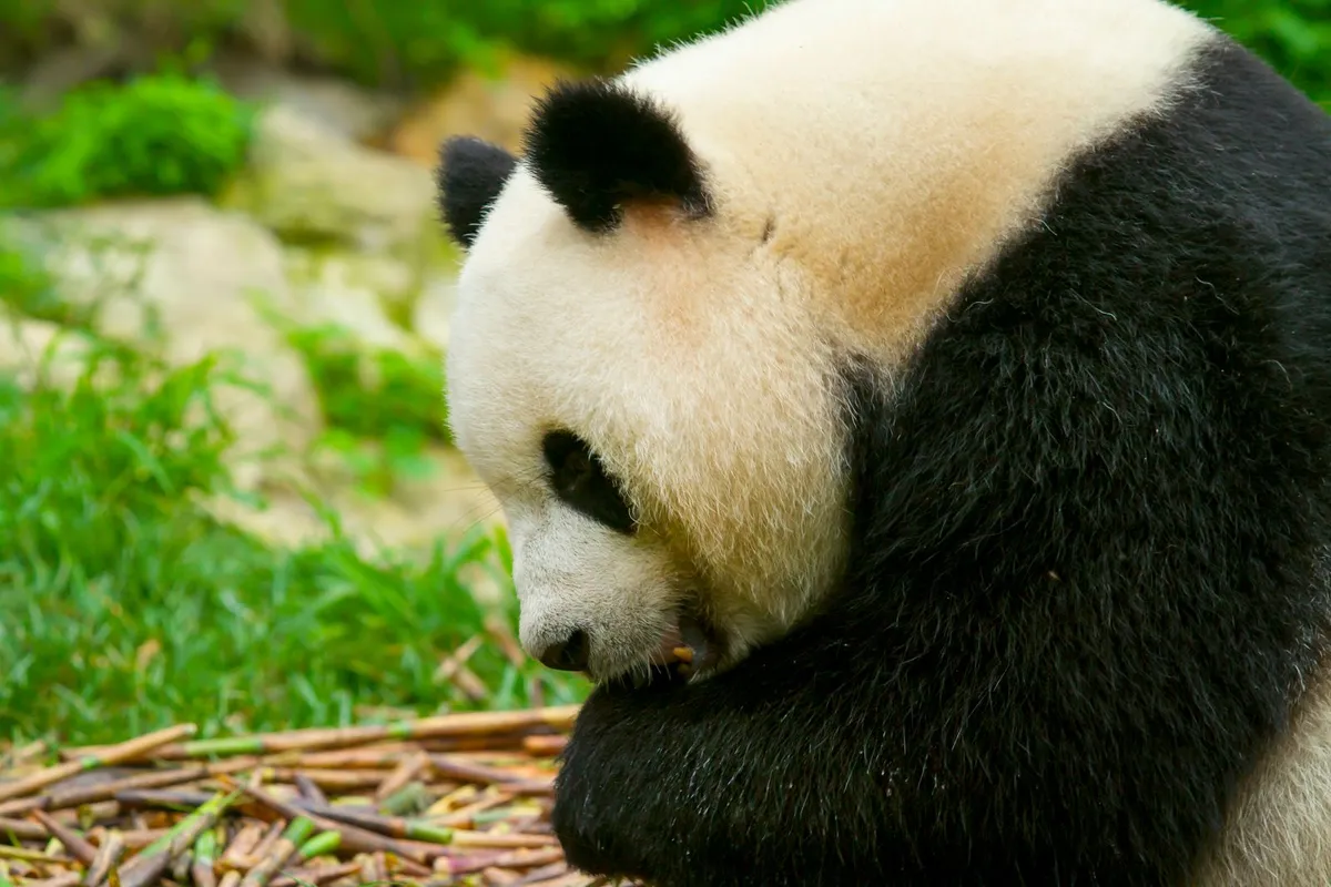 A giant panda eating bamboo at a panda breeding base in Chengdu