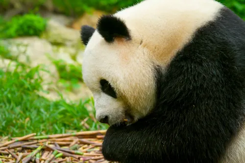 A giant panda eating bamboo at a panda breeding base in Chengdu