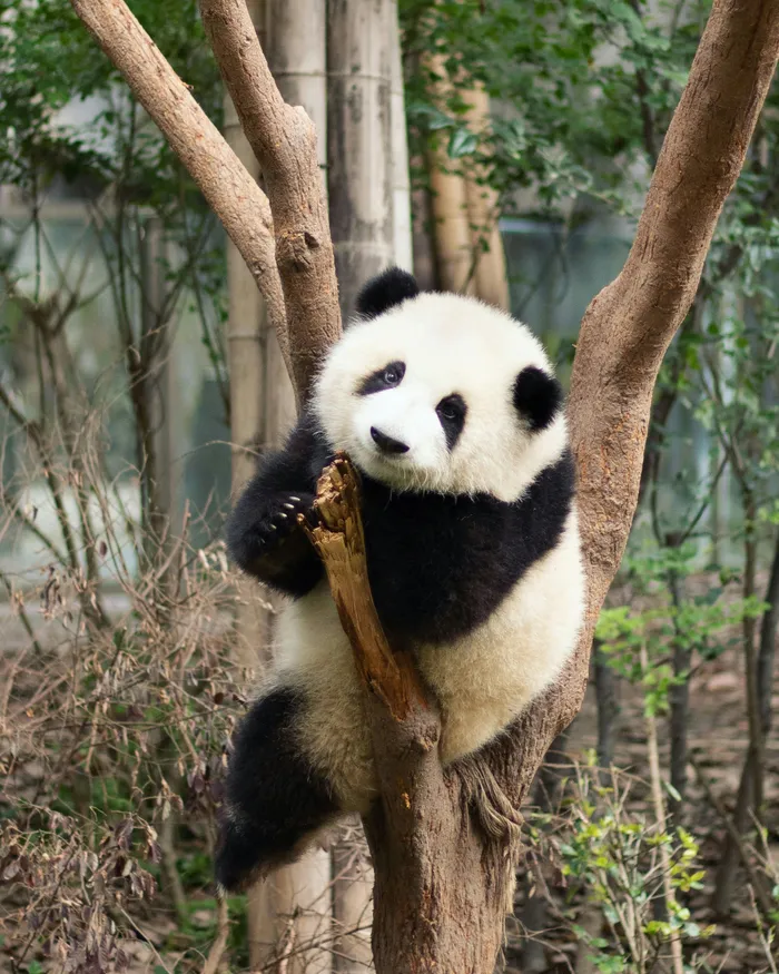 A giant panda resting in a tree at the Chengdu panda research base