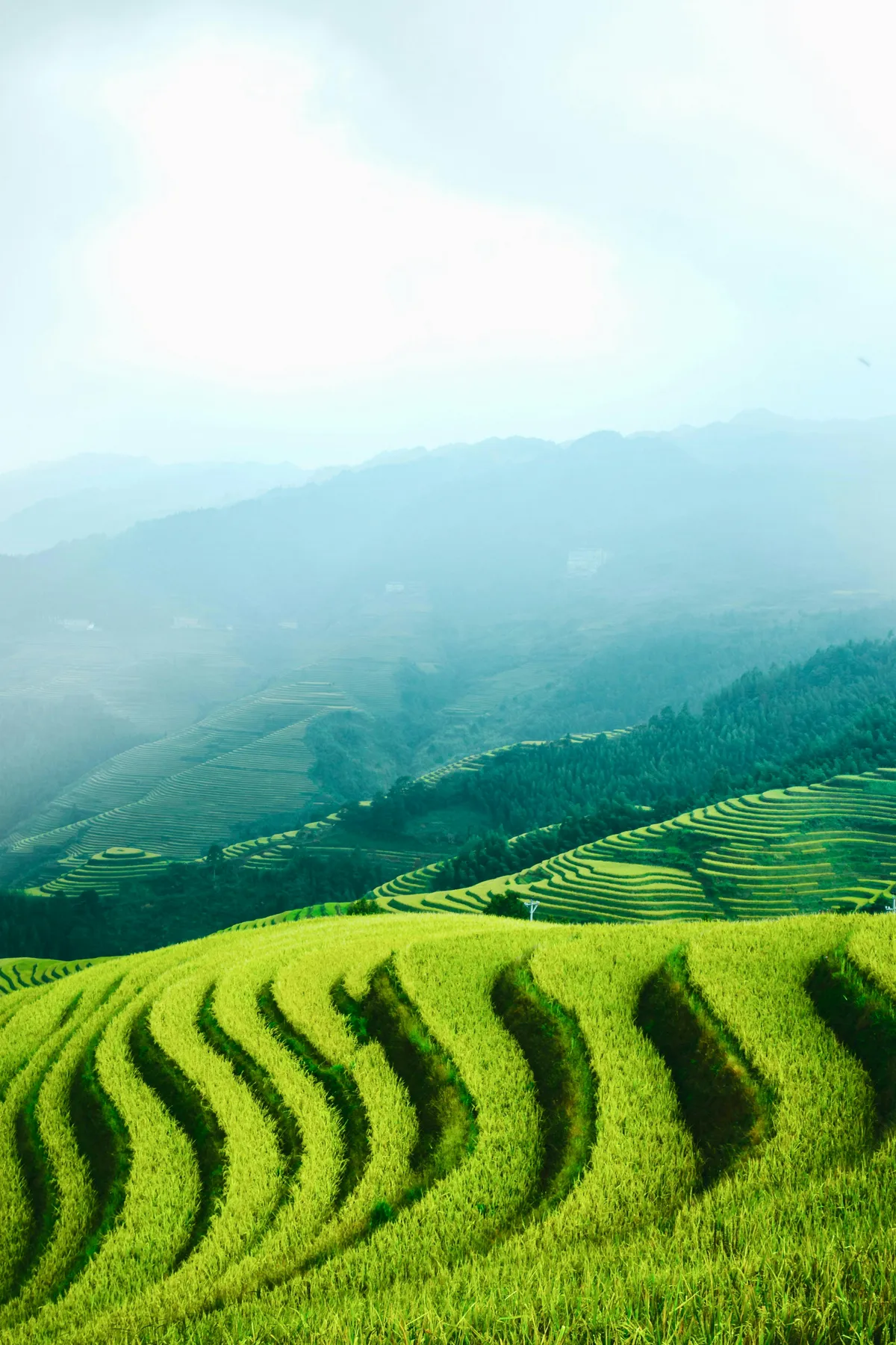 The layered Longji Rice Terraces carved into green mountainsides