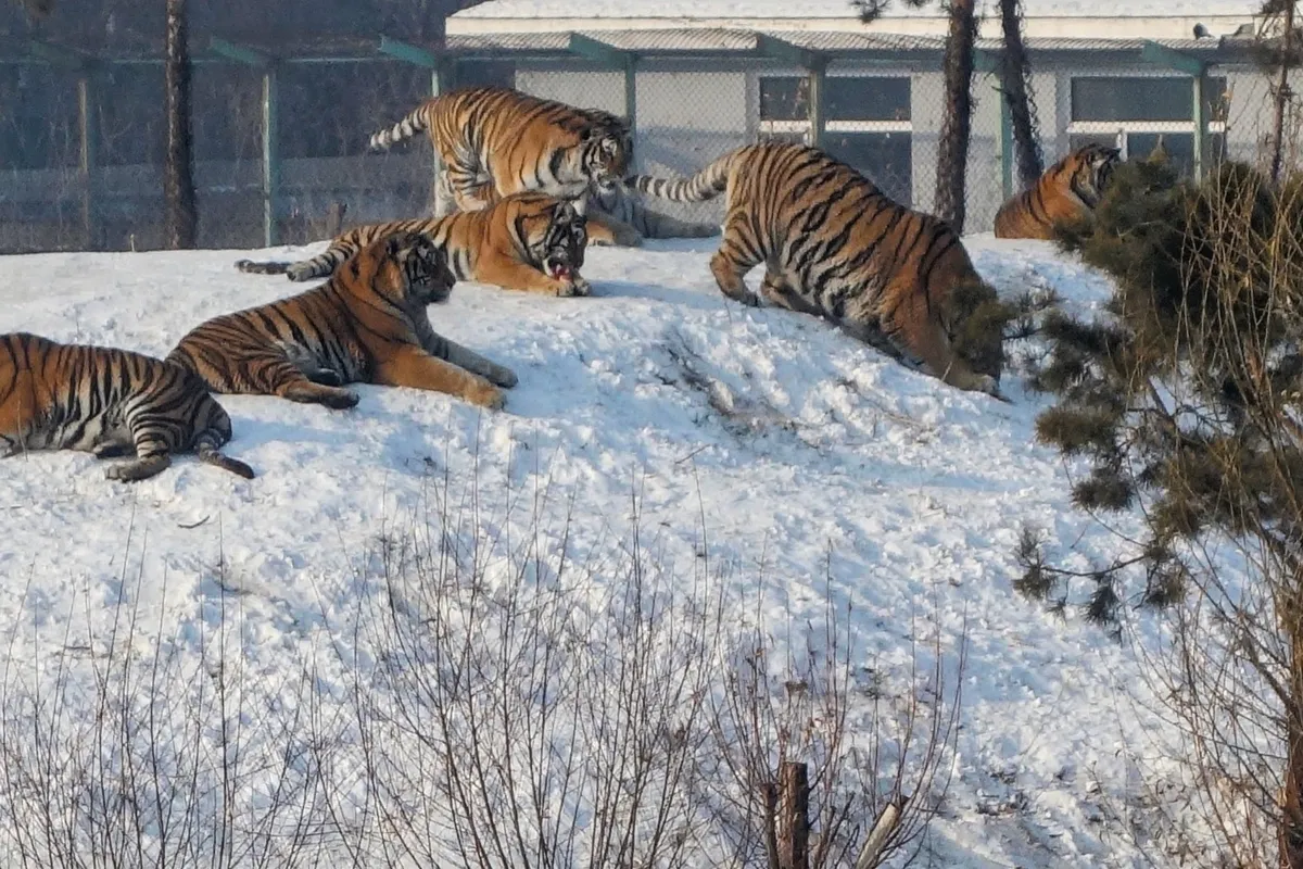 Several Siberian tigers resting and playing on a snowy hillside within a fenced park enclosure