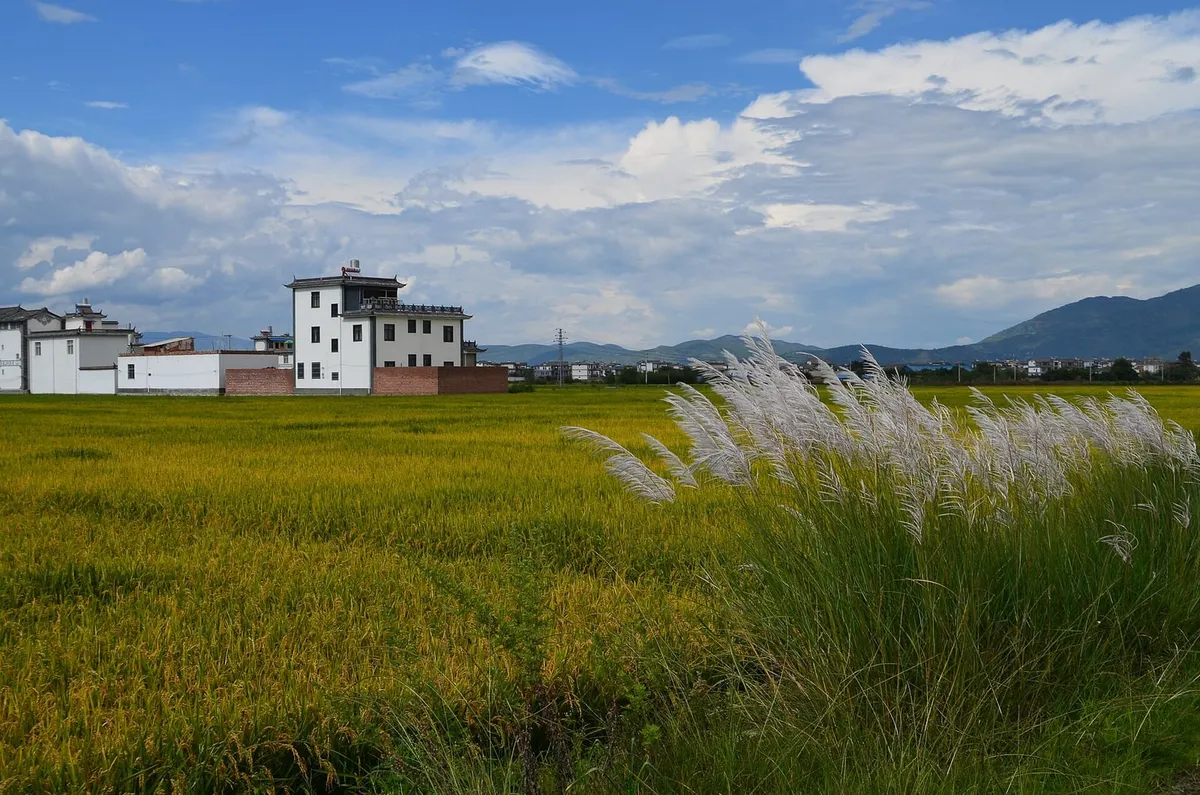 Golden rice fields and white Bai houses outside Xizhou